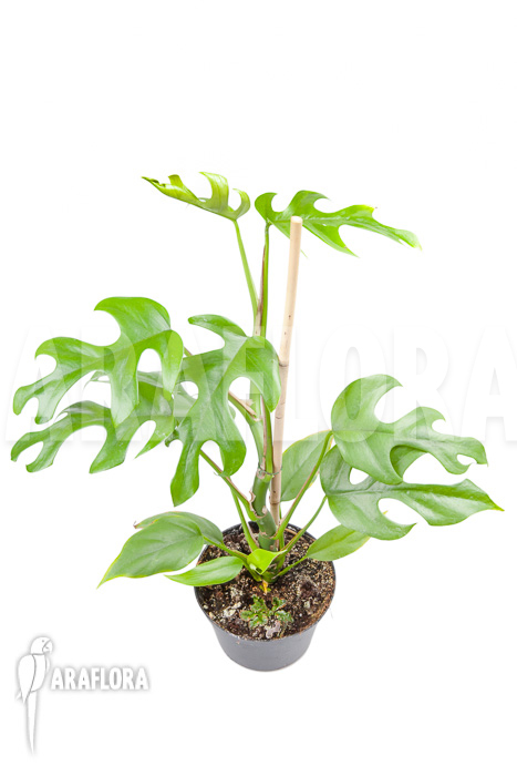 Rhaphidophora tetrasperma ‚M‘