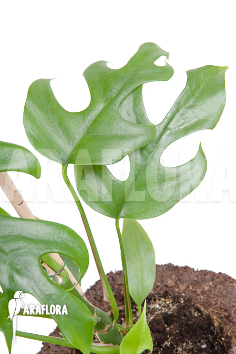 Rhaphidophora tetrasperma ‚M‘