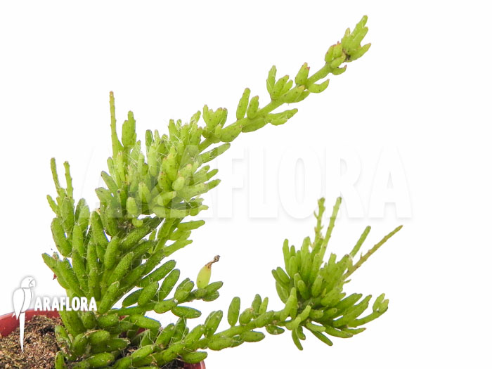 Rhipsalis mesembryanthemoides