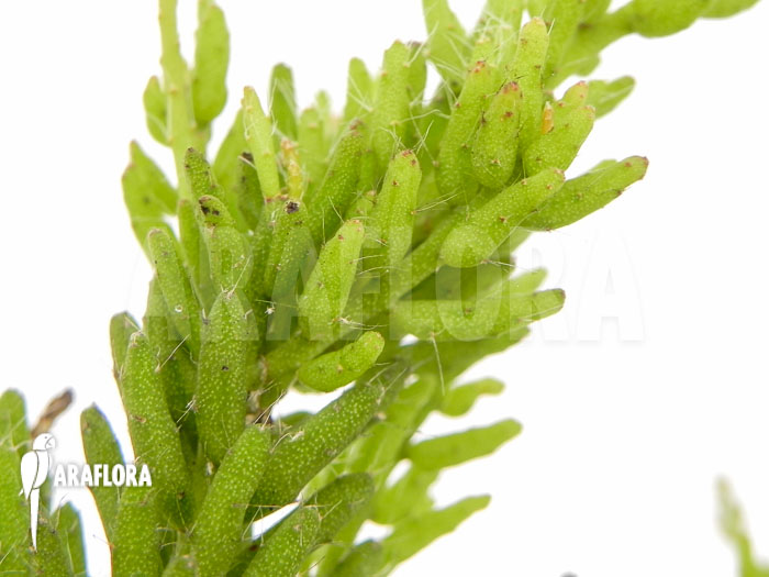 Rhipsalis mesembryanthemoides