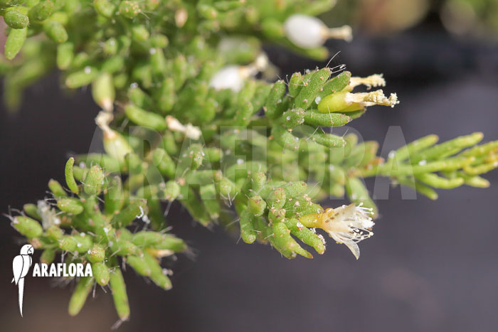 Rhipsalis mesembryanthemoides
