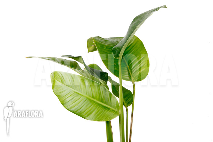 Rhodospatha latifolia ‚L‘