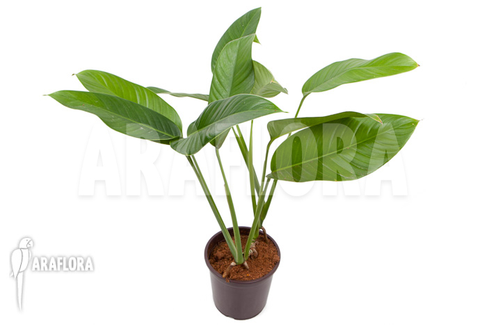 Rhodospatha latifolia ‚XL‘