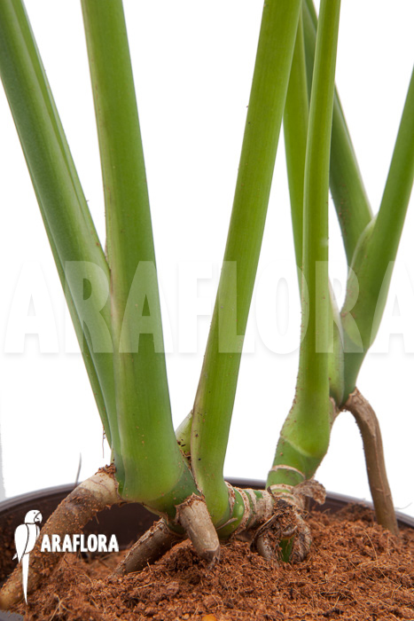 Rhodospatha latifolia ‚XL‘