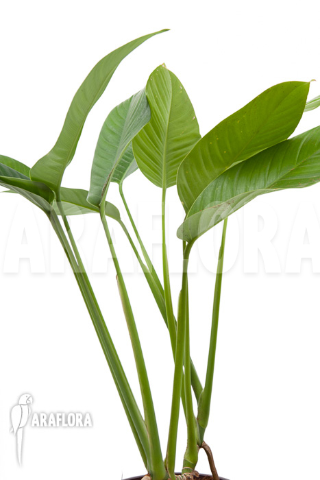 Rhodospatha latifolia ‚XL‘