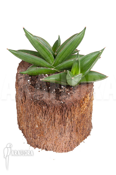 Sanseveria cylindrica ‚Almond Jade‘