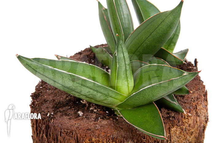 Sanseveria cylindrica ‚Almond Jade‘