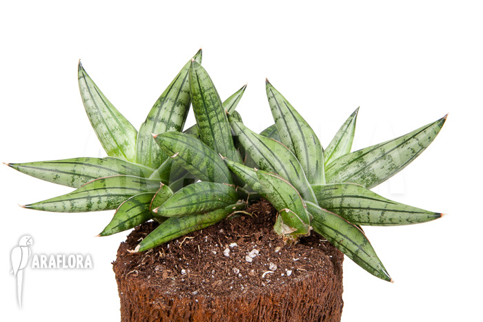Sanseveria cylindrica ‚Grey Jade‘