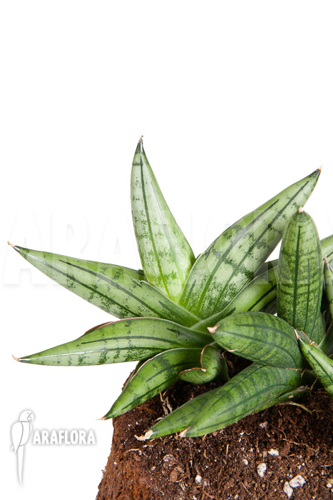 Sanseveria cylindrica ‚Grey Jade‘