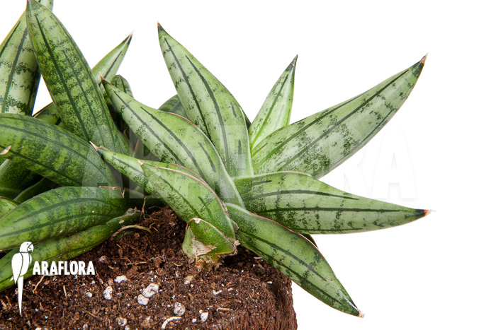 Sanseveria cylindrica ‚Grey Jade‘