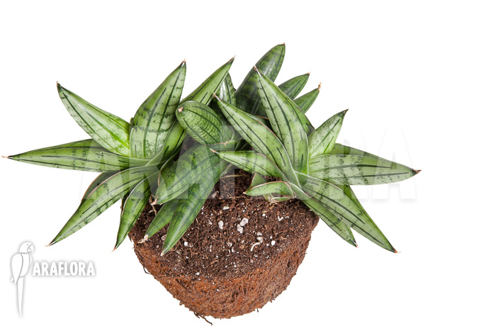 Sanseveria cylindrica ‚Grey Jade‘