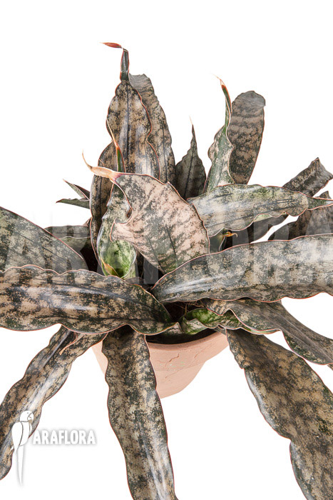 Sanseveria pulchra “L”