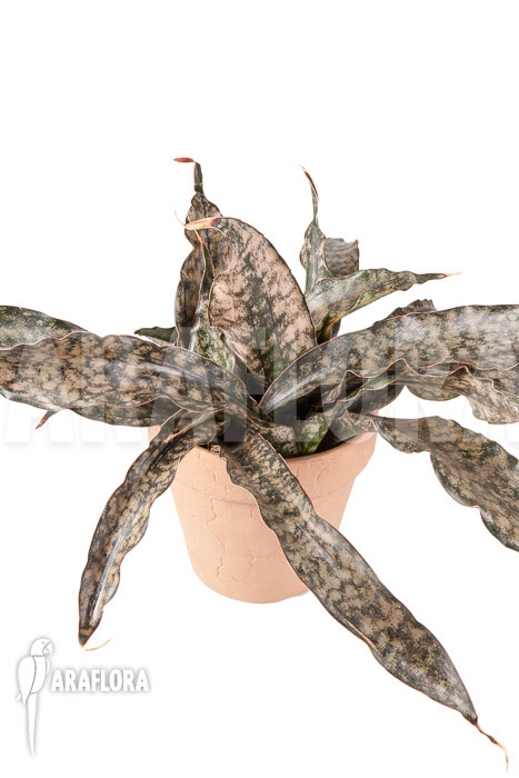 Sanseveria pulchra “L”