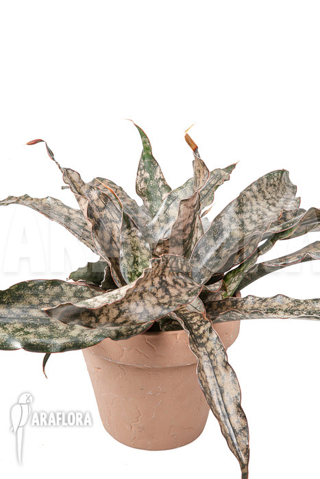 Sanseveria pulchra “L”