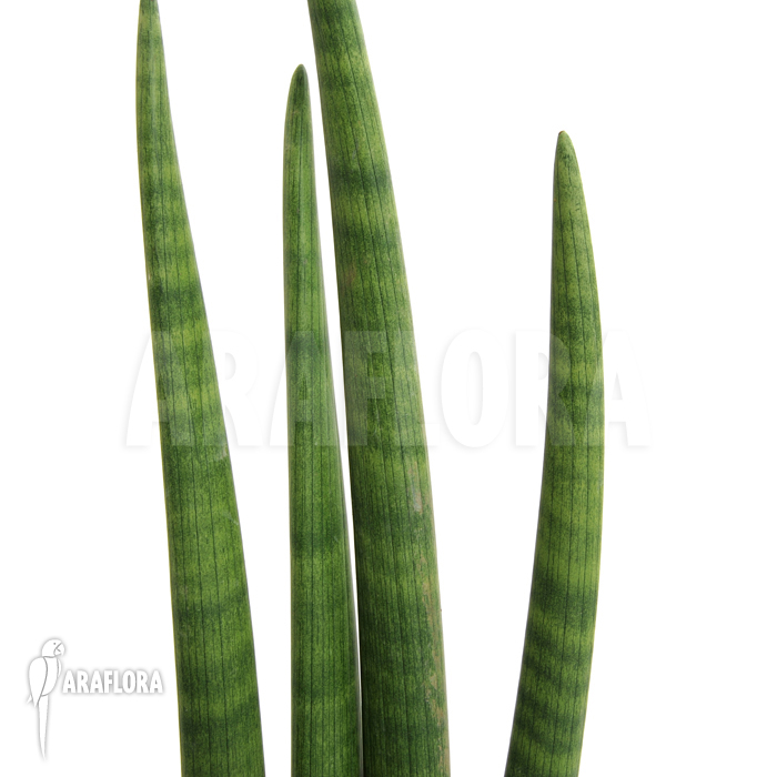 Sansevieria cylindrica var. patula ‚Spaghetti‘