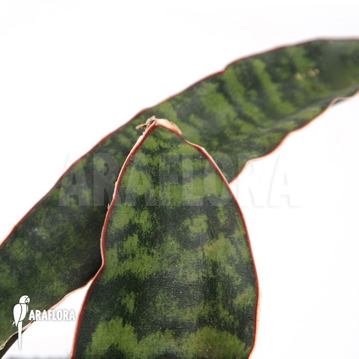 Sansevieria elliptica ‚Horwood‘