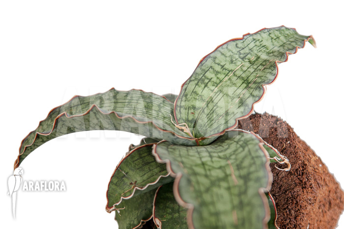 Sansevieria kirkii ‚Silver Blue‘