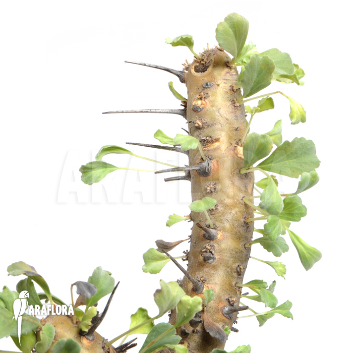 Sarcocaulon crassicaule