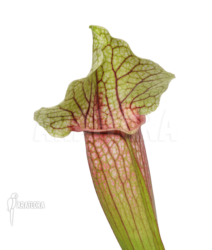 Sarracenia cv ‚Eva‘