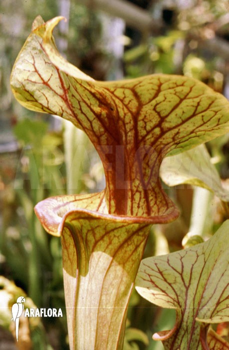 Sarracenia flava