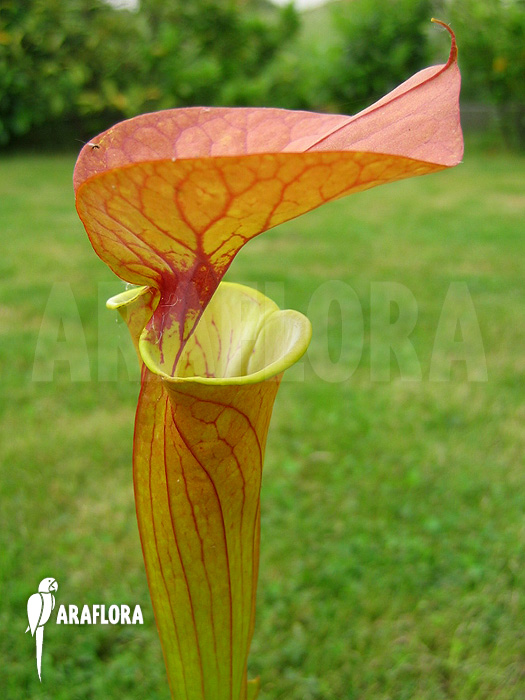 Sarracenia flava var. cuprea