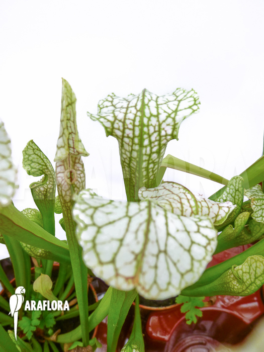 Sarracenia leucophylla ‚Big head‘