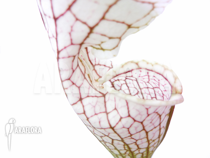 Sarracenia leucophylla ‚Big head‘