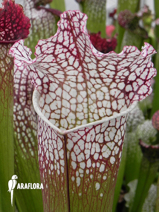 Sarracenia leucophylla ‚Large red mouth‘