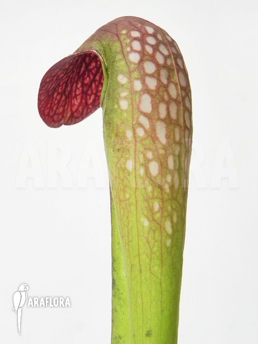 Sarracenia minor