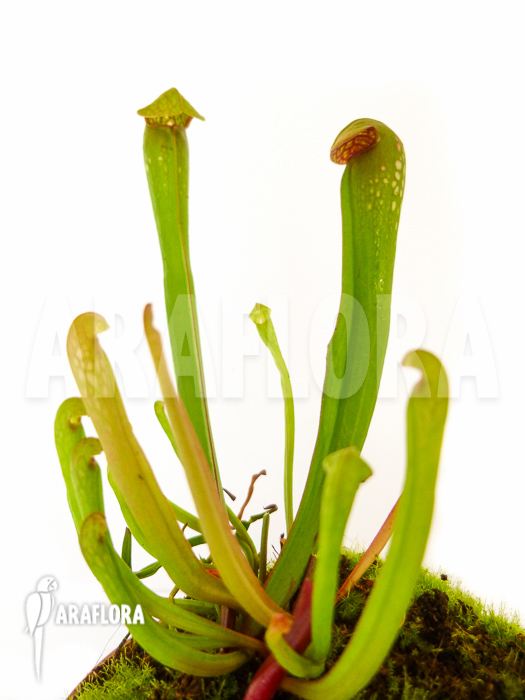 Sarracenia minor ‚Var. Okefenokeensis‘