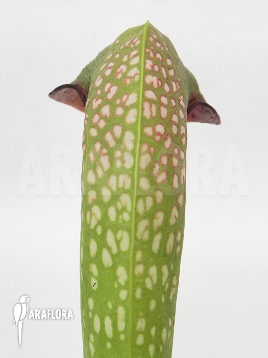 Sarracenia minor ‚Okefenokee Giant‘