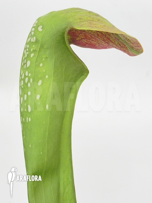 Sarracenia minor ‚Okefenokee Giant‘