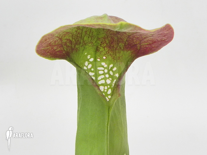 Sarracenia minor ‚Okefenokee Giant‘