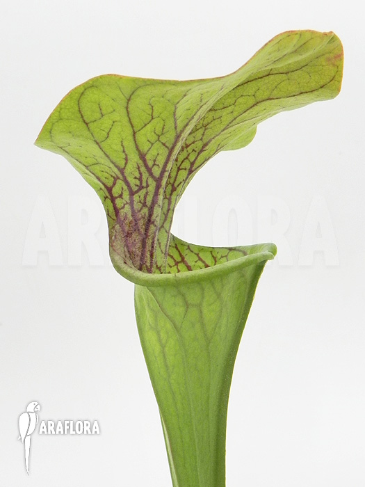Sarracenia oreophila ‚Red line‘