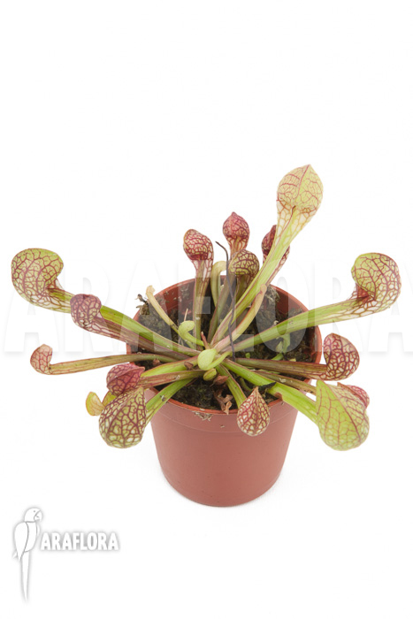 Sarracenia psittacina ’starter‘