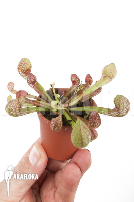 Sarracenia psittacina ’starter‘