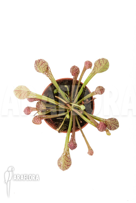 Sarracenia psittacina ’starter‘