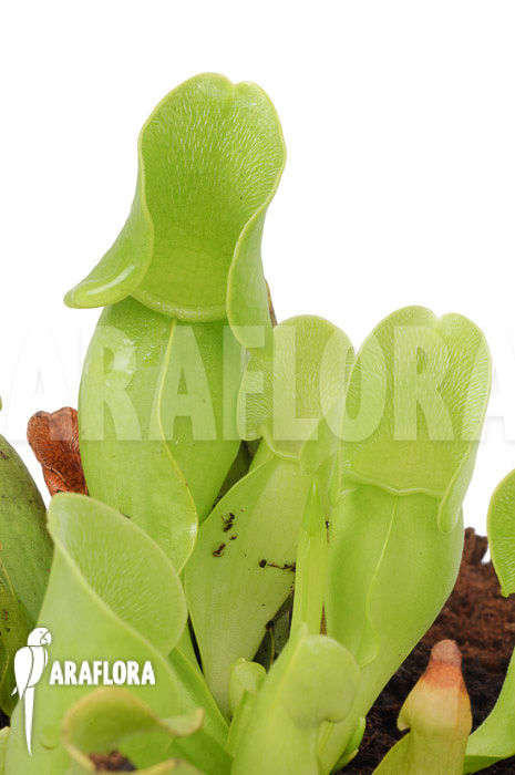 Sarracenia purpurea ssp venosa ‚Anthocyanin free‘