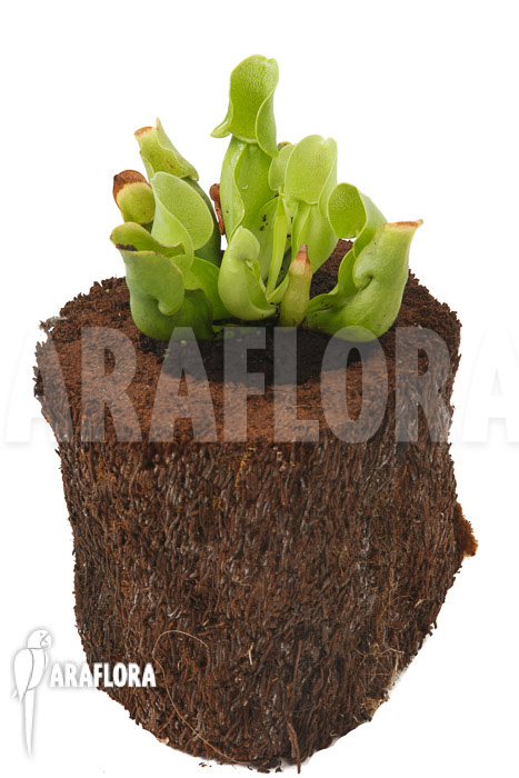 Sarracenia purpurea ssp venosa ‚Anthocyanin free‘