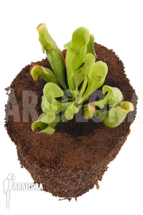 Sarracenia purpurea ssp venosa ‚Anthocyanin free‘