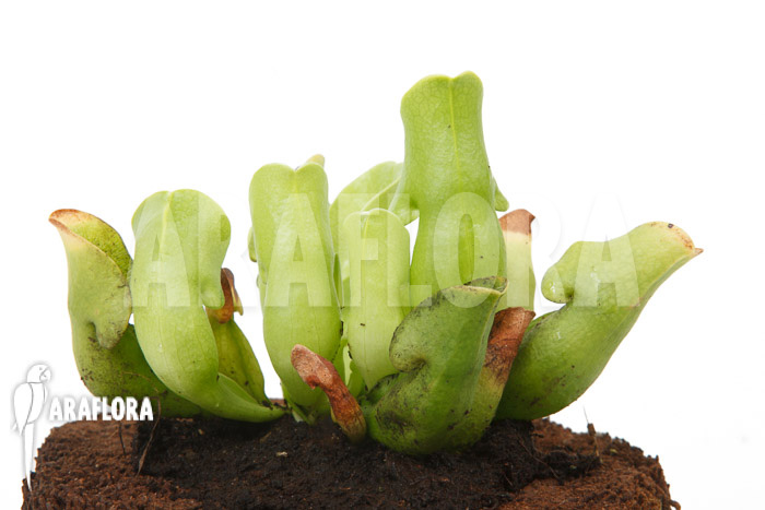 Sarracenia purpurea ssp venosa ‚Anthocyanin free‘