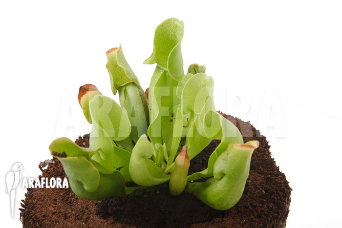 Sarracenia purpurea ssp venosa ‚Anthocyanin free‘