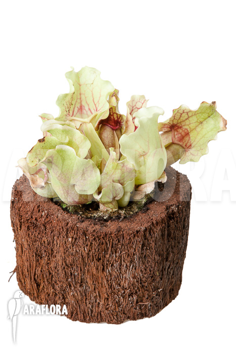 Sarracenia purpurea var venosa ‚White Ghost‘