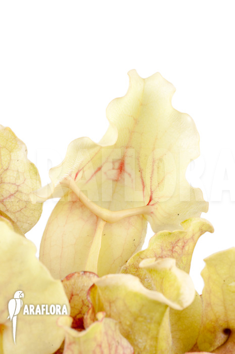 Sarracenia purpurea var venosa ‚White Ghost‘