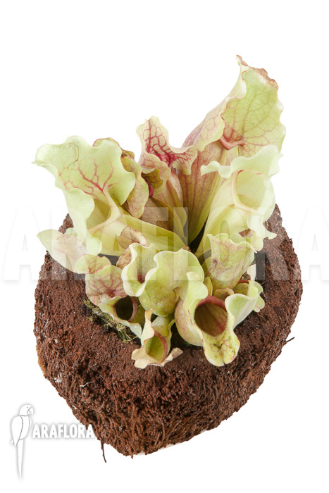 Sarracenia purpurea var venosa ‚White Ghost‘