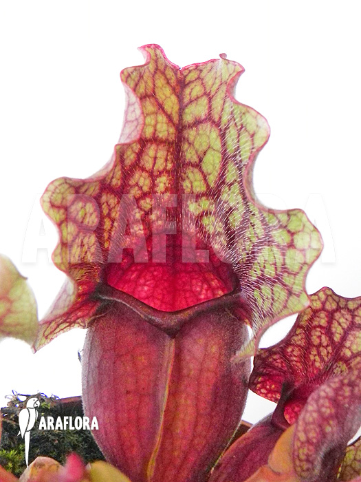 Sarracenia purpurea var. venosa ‚Clementina‘
