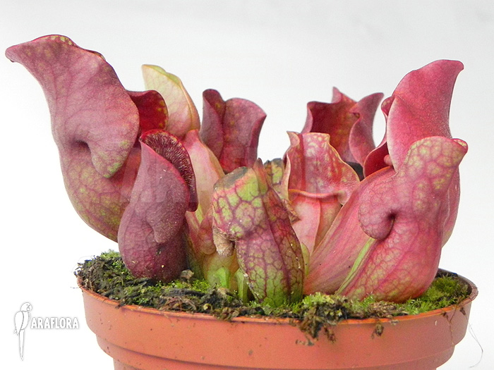 Sarracenia purpurea var. venosa ‚Red‘