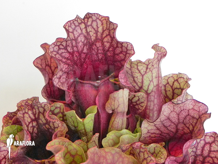 Sarracenia purpurea var. venosa ‚Sylwia‘