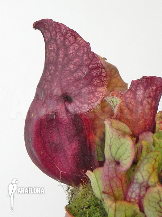 Sarracenia purpurea var. venosa ‚Sylwia‘