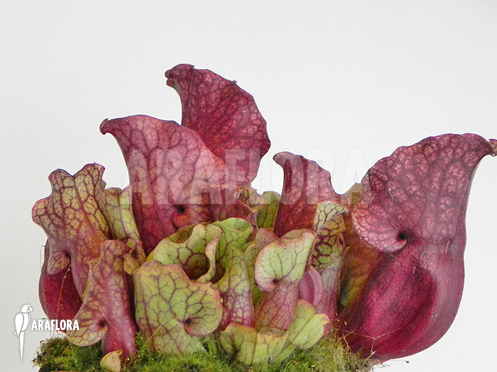 Sarracenia purpurea var. venosa ‚Sylwia‘